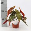Begonia Maculata Silverspot - Gümüş Benekli Yapraklı Begonya 1