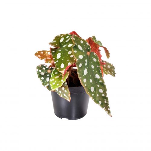 Alternative view of Begonia Maculata Silverspot – Gümüş Benekli Yapraklı Begonya