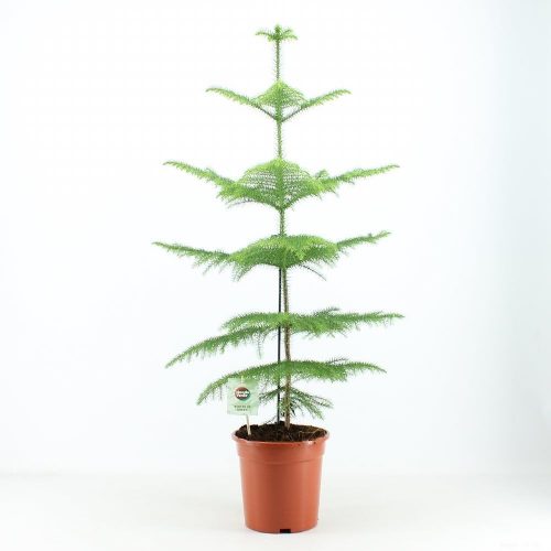 Salon Çamı Arokarya (araucaria) 80 -100Cm