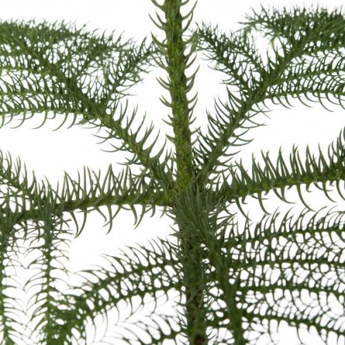 Alternative view of Salon Çamı Arokarya (araucaria) 80 -100Cm