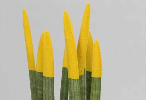Renkli Paşa Kılıcı Çiçeği Sansevieria Sarı Renk Seramik Saksı + 30 Cm 3