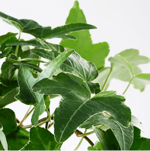 Hedera Helix - Minik Boy Orman Sarma