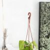 Epipremnum Aureum - Pothos Salon Sarmaşığı Askılı Saksı 2