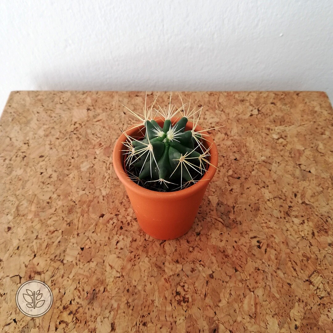 İthal Terracota Saksıda Echinocactus texensis Kaktüs 3 İthal Terracota Saksıda Echinocactus texensis Kaktüs - Görsel 3