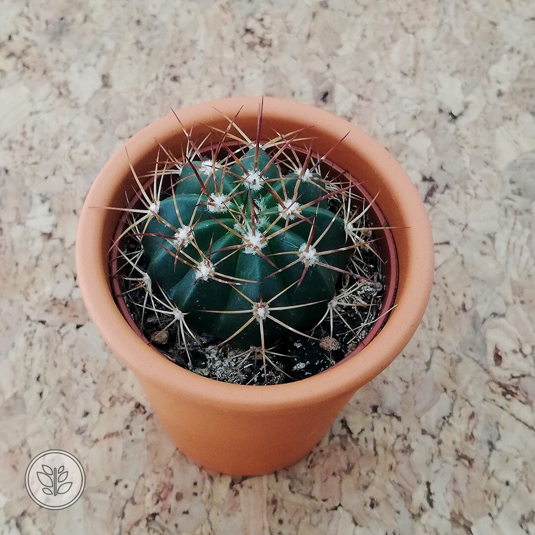 İthal Terracota Saksıda Echinocactus texensis Kaktüs 2 İthal Terracota Saksıda Echinocactus texensis Kaktüs - Görsel 2