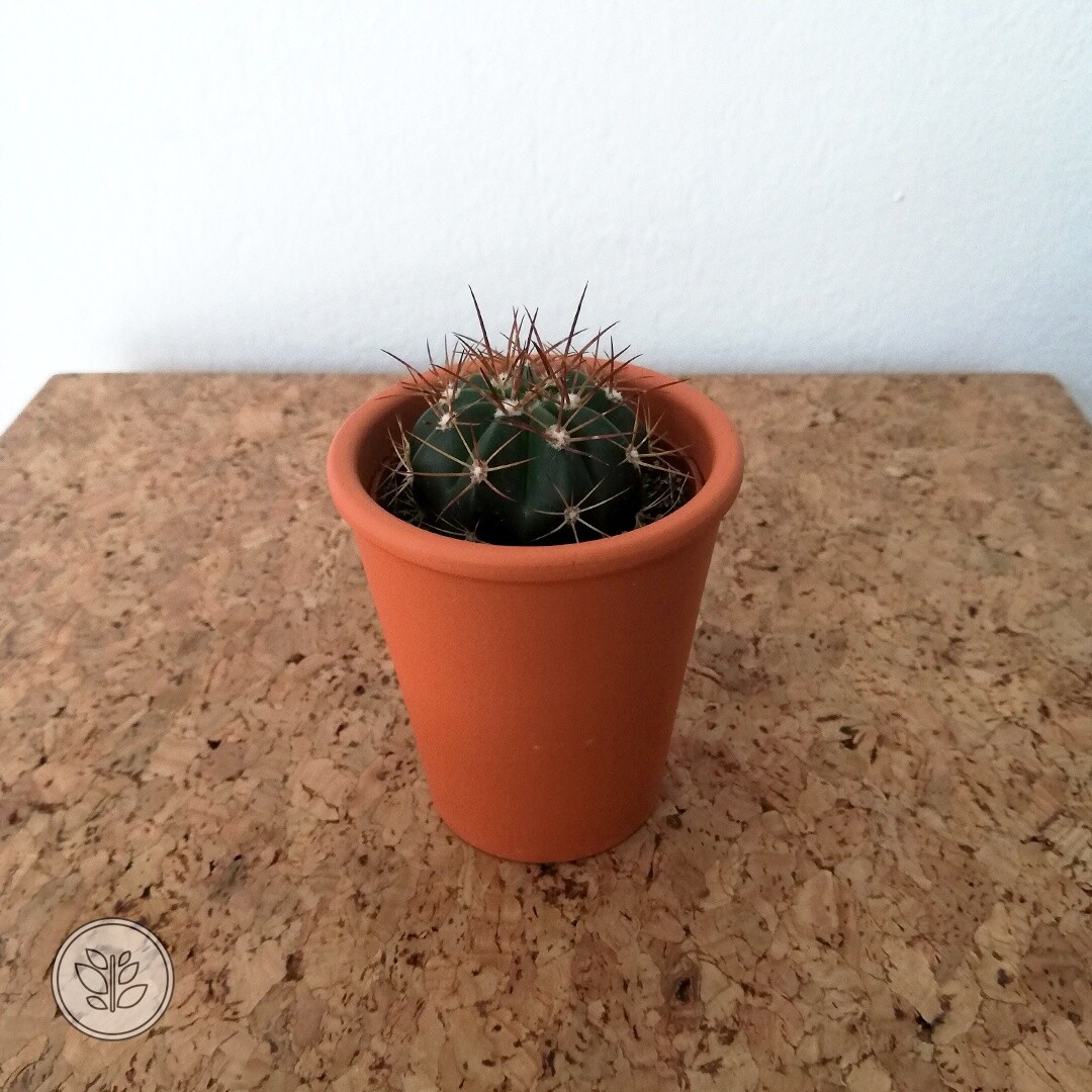 İthal Terracota Saksıda Echinocactus texensis Kaktüs 1 İthal Terracota Saksıda Echinocactus texensis Kaktüs