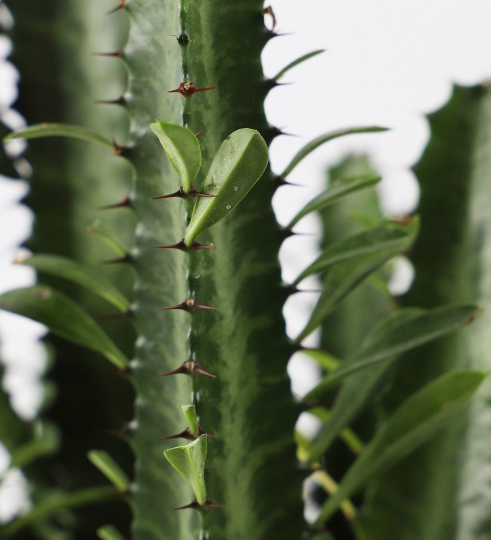 Euphorbia Trigona St Cactus & Kakts Sukulent 70 Cm Ss Bitkileri Ve  iekler