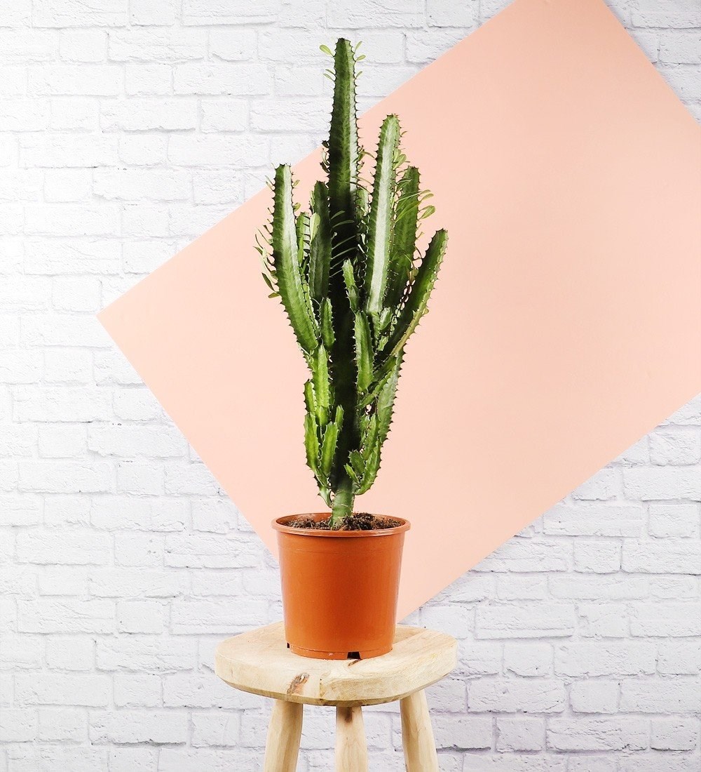 Euphorbia Trigona St Cactus & Kakts Sukulent 70 Cm Ss Bitkileri Ve  iekler