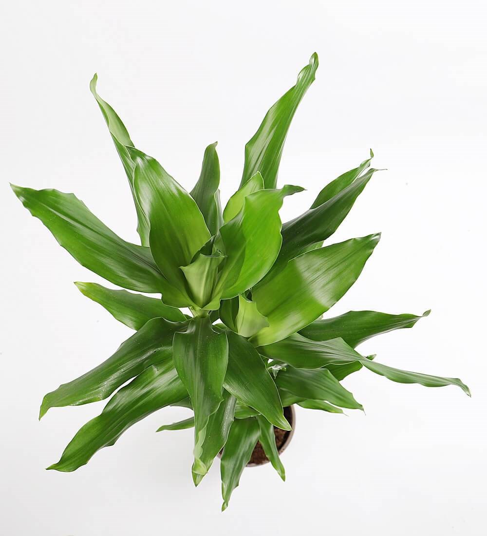 Dracaena Fragrans - Salon Bitkisi Mitolojik Tr Ss Bitkileri Ve iekler