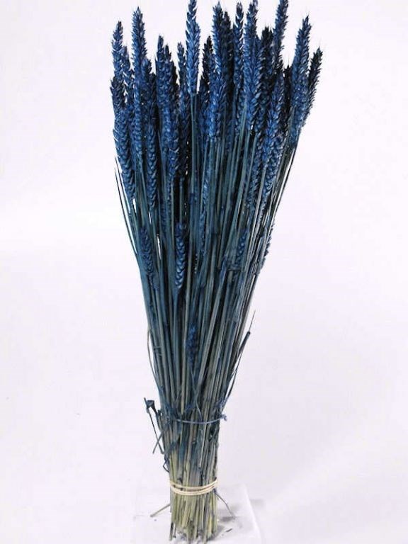 Kuru Çiçek Triticum Blue (İthal Kuru Başak-70cm-180-200gr)