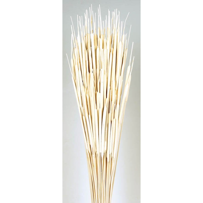 Typha mini Beyaz Renk Kurutulmuş Bitki Demeti 80 Cm