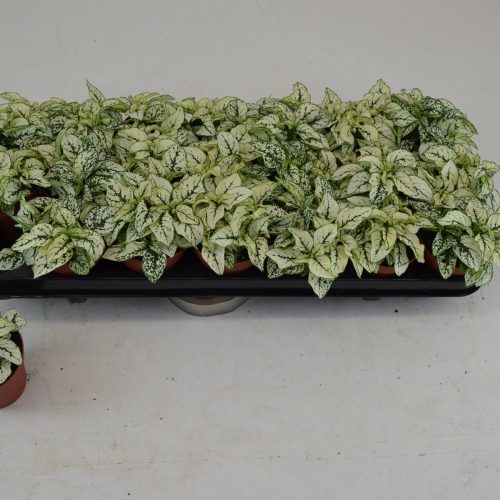 Alternative view of Fittonia - Beyaz - Yeşil  Yapraklı Fitonya
