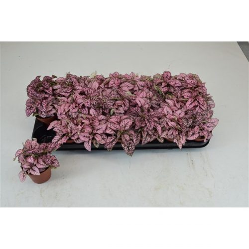 Alternative view of Fittonia  Pembe Yapraklı - Hypoestes