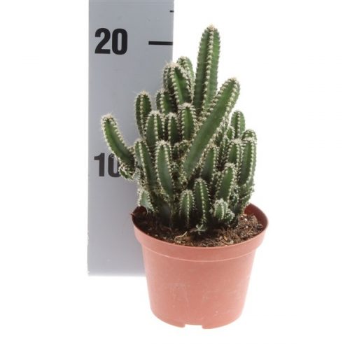 Alternative view of Cereus Peruvianus Florida Cactus XL Bol Yavrulu Radrasyon Kaktüs