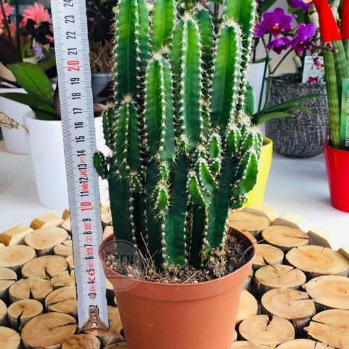 Cereus Peruvianus Florida Cactus XL Bol Yavrulu Radrasyon Kaktüs
