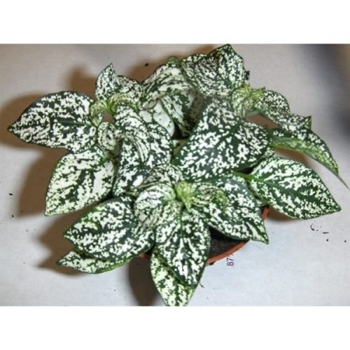 Fittonia - Beyaz - Yeşil Yapraklı Fitonya