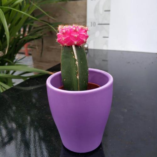 Mor Seramik Saksıda Pembe Aşılı Kaktüs