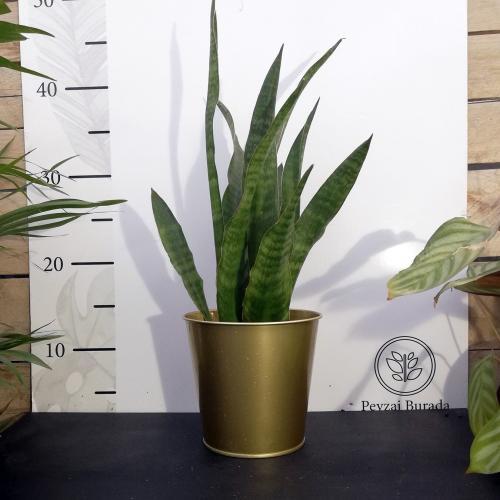Altın Metal Saksıda Sansevieria Bitkisi