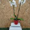 Metal Kalpli Saksıda Çift Dal Beyaz Orkide Bitkisi 1