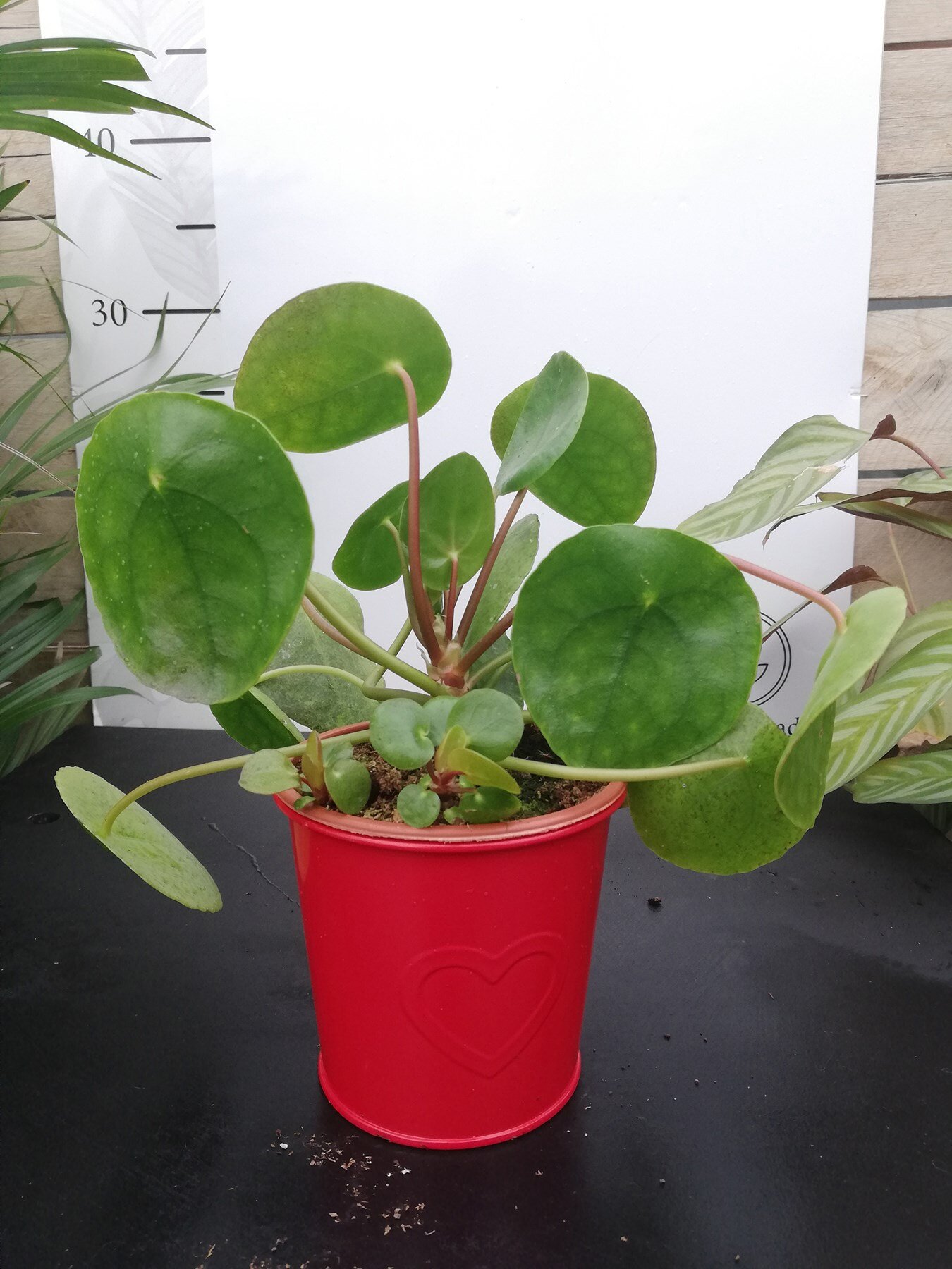 Metal Kalpli Saksıda Pilea peperomioides