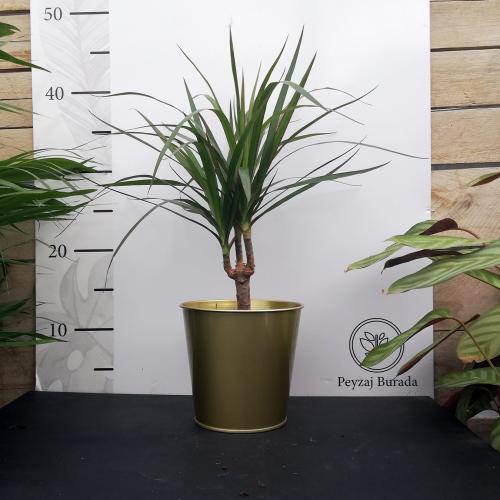 Alternative view of Altın Metal Saksıda Dracaena Marginata Bitkisi