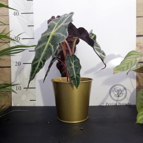 Alternative view of Altın Metal Saksıda Alocasia Polly Bitkisi