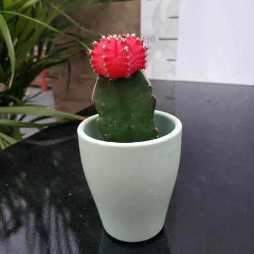 Mavi Seramik Saksıda Kırmızı Aşılı Kaktüs