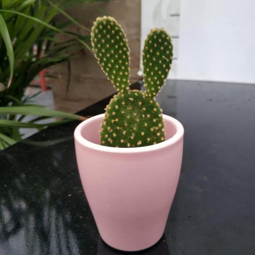 Pembe Seramik Saksıda Altın Tavşan Kaktüs