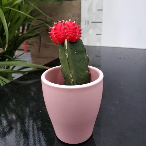 Pembe Seramik Saksıda Kırmızı Aşılı Kaktüs