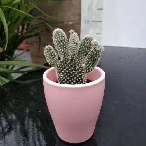 Pembe Seramik Saksıda Beyaz Tavşan Kaktüs