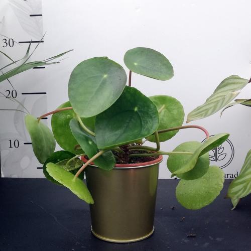 Altın Metal Saksıda Pilea peperomioides  Bitkisi