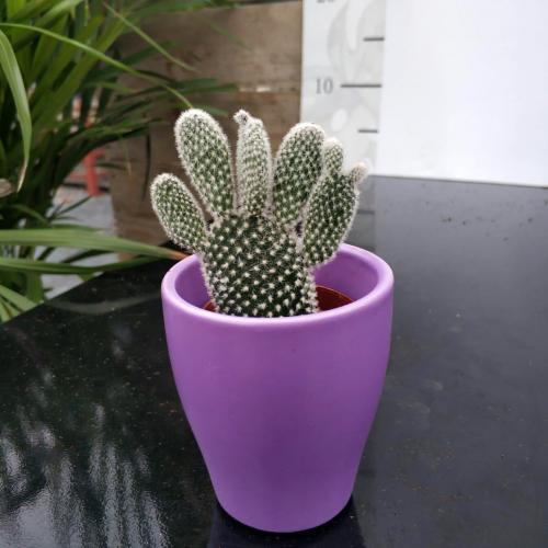 Mor Seramik Saksıda Beyaz Tavşan Kaktüs