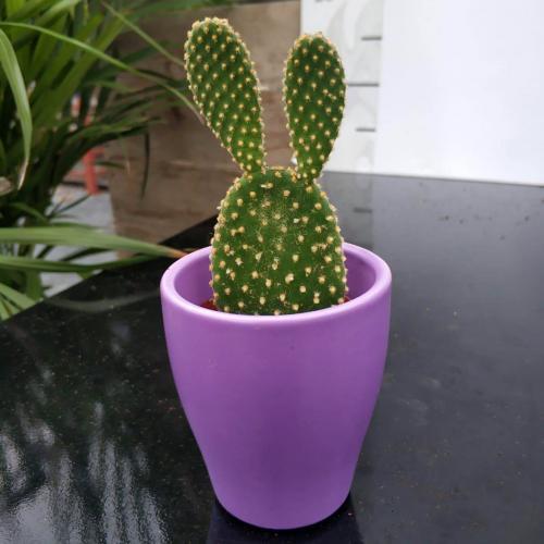 Mor Seramik Saksıda Altın Tavşan Kaktüs