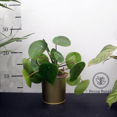 Alternative view of Altın Metal Saksıda Pilea peperomioides  Bitkisi