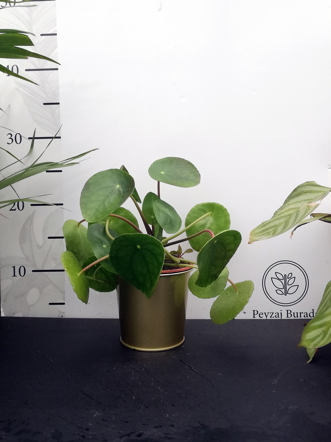 Altın Metal Saksıda Pilea peperomioides Bitkisi - Görsel 2