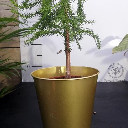 Alternative view of Altın Metal Saksıda Araucaria heterophylla Bitkisi