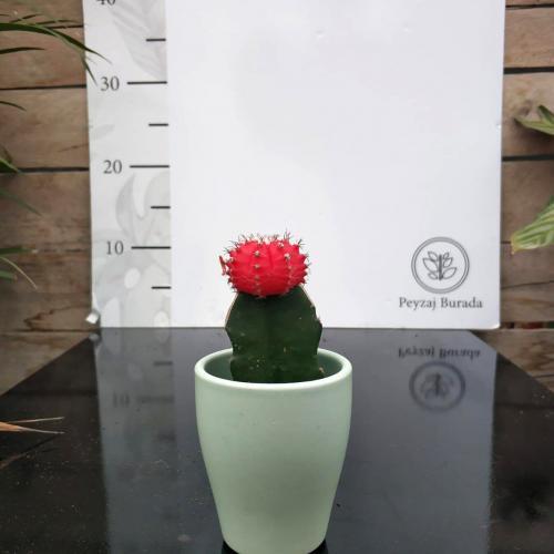 Alternative view of Mavi Seramik Saksıda Kırmızı Aşılı Kaktüs