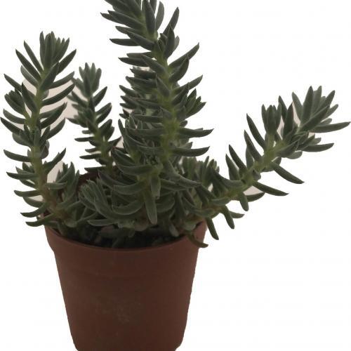 Alternative view of Sukulent Sedum 45'li̇ Karışık Paket