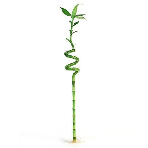 Alternative view of Dracaena Lucky Bamboo 80 cm