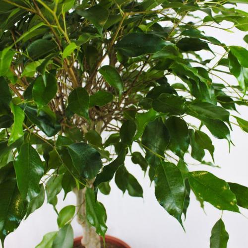 Alternative view of Benjamin Ficus - Örgülü Gövdeli Ev ve Ofis Bitkisi Ağaç Formlu