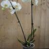 Çift Dal Orkide Çiçeği Beyaz 1