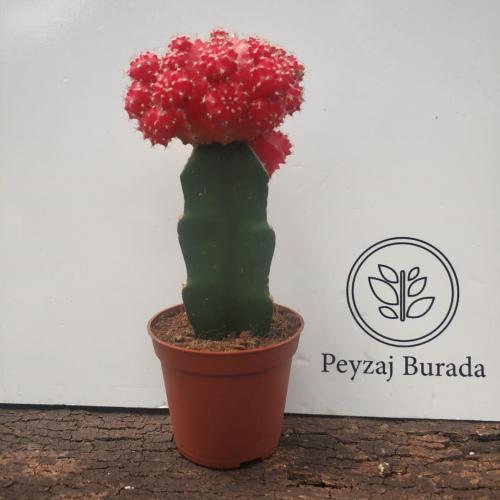 Alternative view of Pembe Renk Gymnocalycium İthal Aşılı Kaktüs