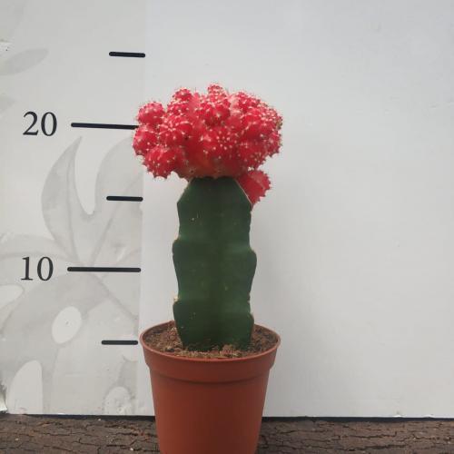 Pembe Renk Gymnocalycium İthal Aşılı Kaktüs