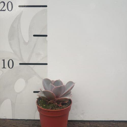 Özel Tür Sukulent 5.5luk Saksı 8 - Görsel 3
