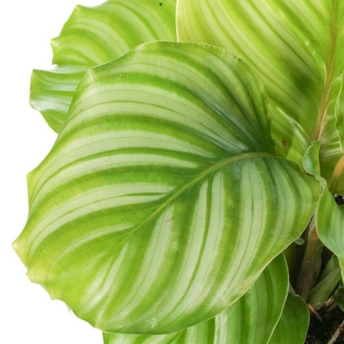 Alternative view of Kalatya Calathea Orbifolia Q12