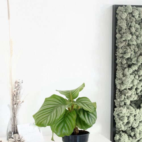 Kalatya Calathea Orbifolia Q12