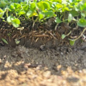 Fare Kulağı Dichondra Repens 1 Fare Kulağı Dichondra Repens 1