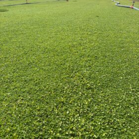 Fare Kulağı Dichondra Repens 2 Aydın hazır rulo çim", "bahçe", "yeşillendirme", "Bermuda çimi", "4 mevsim çimi"
