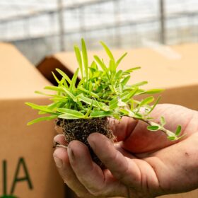 Zoysia Çim Fidesi Büyükçekmece 4