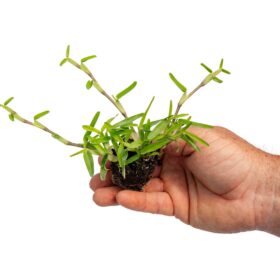 Zoysia Çim Fidesi Büyükçekmece 1